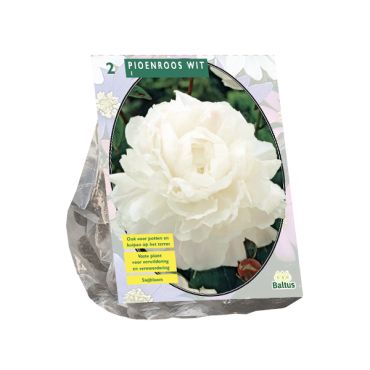 Paeonia wit 2st