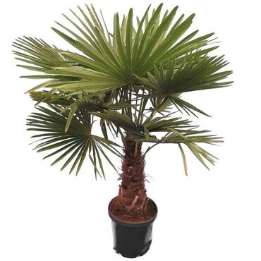 Palm - trachycarpus fortunei 250 cm