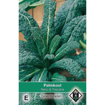 Palmkool 'Nero di Toscana' - afbeelding 1