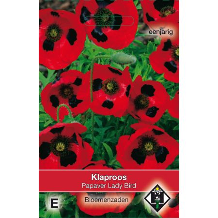 Papaver commutatum Lady Bird - afbeelding 1