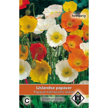 Papaver nudicaule 'Kelmscott's Giants' - Ijslandse papaver - afbeelding 1