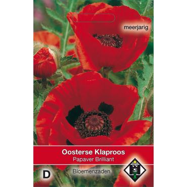 Papaver orientale Brilliant - afbeelding 1