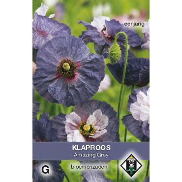 Papaver rhoeas Amazing Grey - afbeelding 1