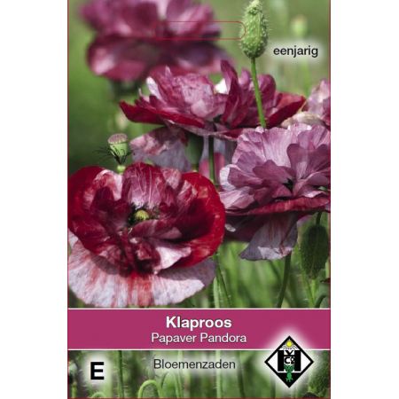 Papaver rhoeas Pandora - afbeelding 1