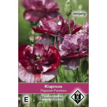 Papaver rhoeas Pandora - afbeelding 1