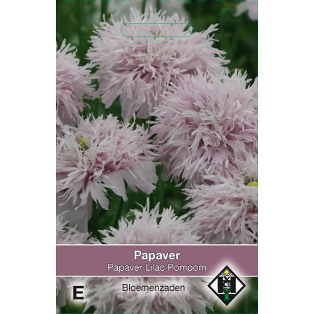 Papaver somniferum Lilac Pompom - afbeelding 1