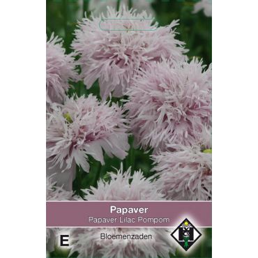 Papaver somniferum Lilac Pompom - afbeelding 1