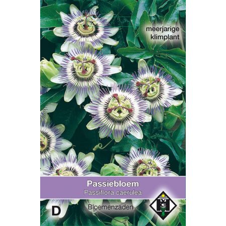 Passiflora caerulea - passiebloem - afbeelding 1