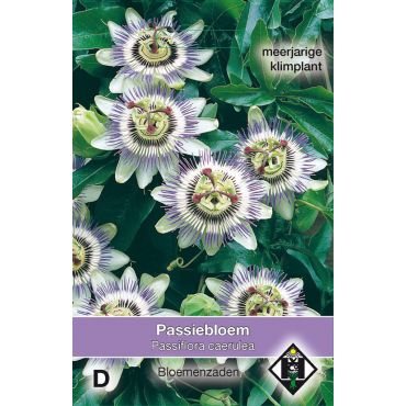 Passiflora caerulea - passiebloem - afbeelding 1
