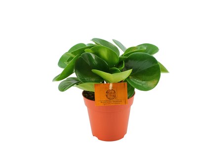 Peperomia Obtusifolia Ø12 cm - afbeelding 1