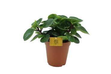 Peperomia Red Canyon Ø15 cm - afbeelding 1