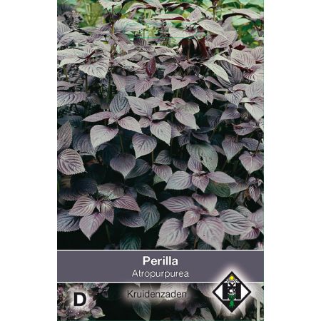 Perilla nankinensis Atropurpurea L. - afbeelding 1