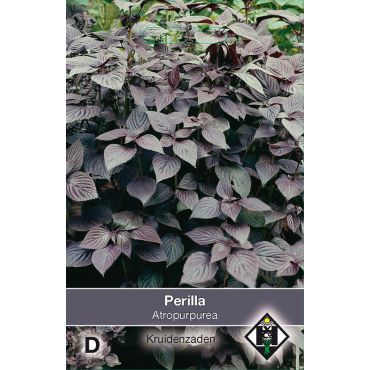 Perilla nankinensis Atropurpurea L. - afbeelding 1