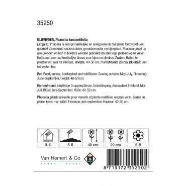 Phacelia tanacetifolia - afbeelding 2