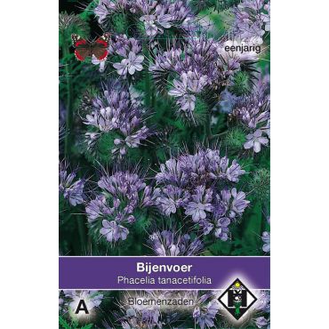Phacelia tanacetifolia - afbeelding 1