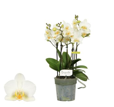 Phalaenopsis Boquetto Beauty