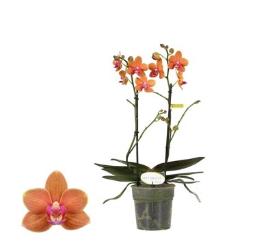 Phalaenopsis Optimost Paprika