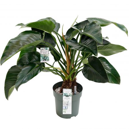 Philodendron 'Green beauty' op stam Ø30 cm - afbeelding 1