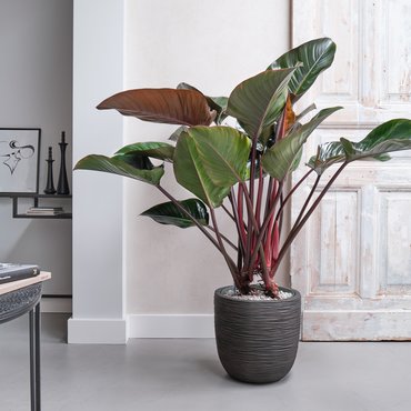 Philodendron 'Red beauty' op stam Ø30 cm - afbeelding 4