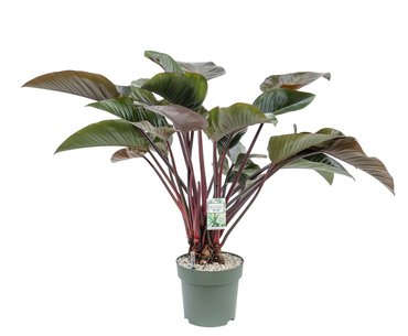 Philodendron 'Red beauty' op stam Ø30 cm - afbeelding 1