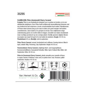 Phlox drummondii 'Cherry Caramel' - vlambloem - afbeelding 2