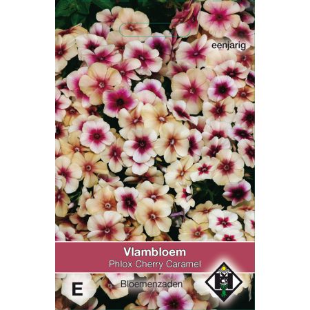 Phlox drummondii 'Cherry Caramel' - vlambloem - afbeelding 1