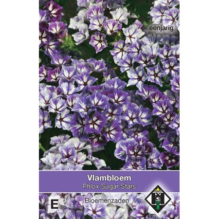 Phlox drummondii Sugar Stars - vlambloem - afbeelding 1