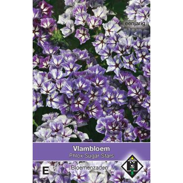Phlox drummondii Sugar Stars - vlambloem - afbeelding 1
