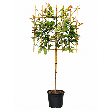 Photinia leiboom - afbeelding 1