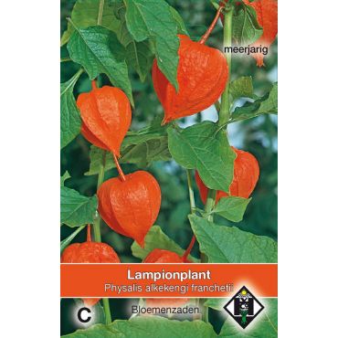 Physalis alkekengi franchetii - afbeelding 1