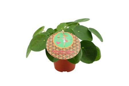 Pilea peperomioides Ø15 cm - afbeelding 1