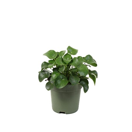Pilea peperomioides pannenkoekenplant