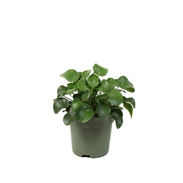 Pilea peperomioides pannenkoekenplant
