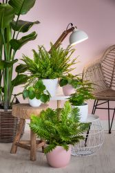 Planten