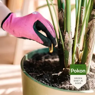 Pokon Bio plantkuur planten capsules - afbeelding 3