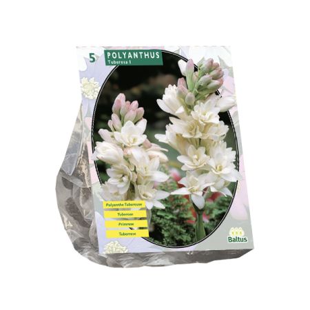 Polyanthus tuberosa 5st