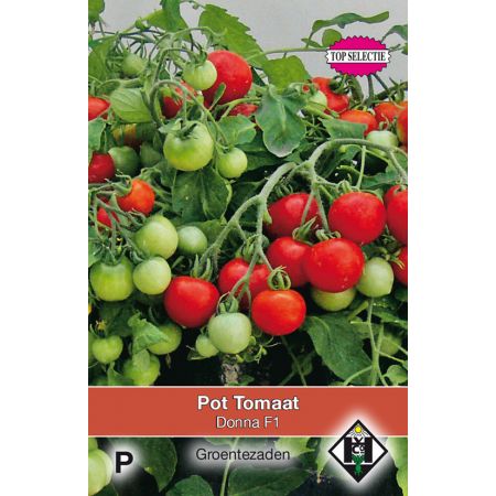 Pot tomaat Donna F1 - afbeelding 1
