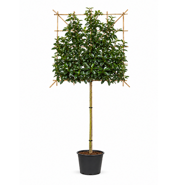 Prunus 'Elly' leiboom - afbeelding 1