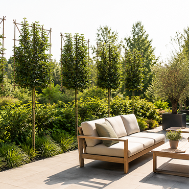 Prunus 'Elly' leiboom - afbeelding 2