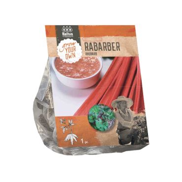 Rabarber holsteiner blut