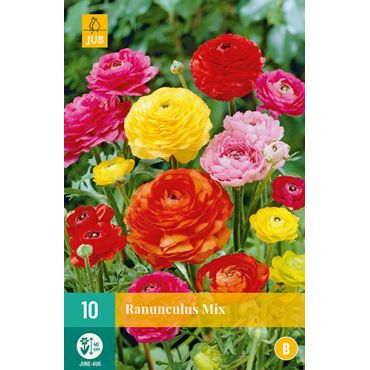 Ranunculus mix 10st