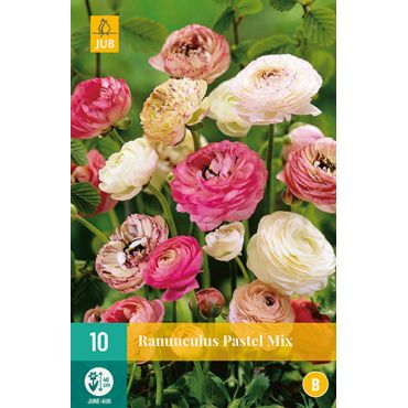 Ranunculus pastel mix 10st