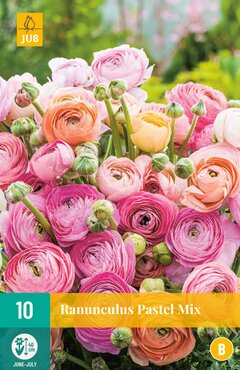 Ranunculus Pastel Mix