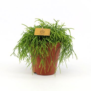 Rhipsalis Cashero Ø15 cm