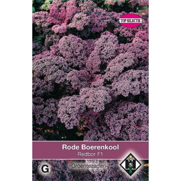 Rode boerenkool Red Bor F1 - afbeelding 1