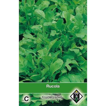 Rucola  / Eruca sativa - afbeelding 1
