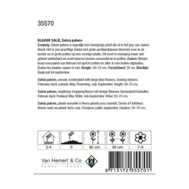 Salvia patens - salie - afbeelding 2