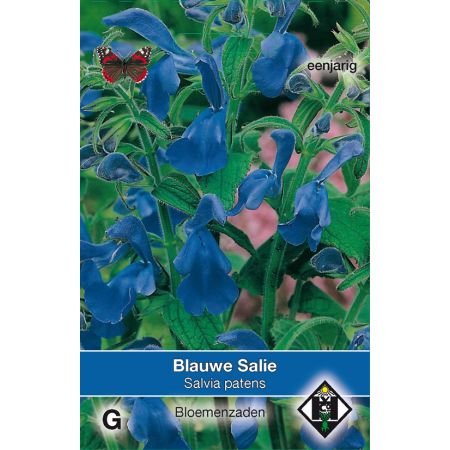 Salvia patens - salie - afbeelding 1