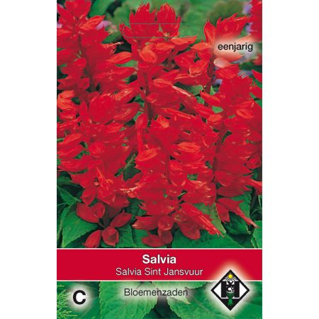 Salvia splendens St. Jansvuur - afbeelding 1