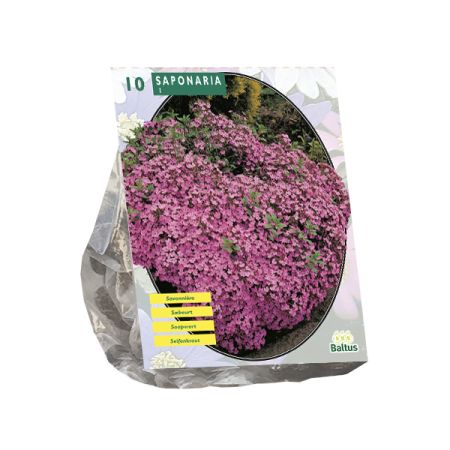 Saponaria officinalis 10st